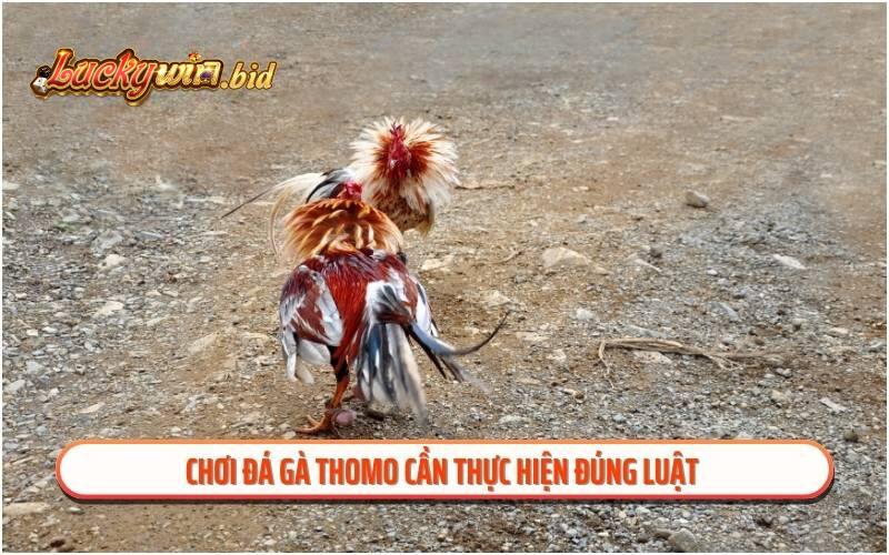 Chơi đá gà Thomo cần thực hiện đúng luật 