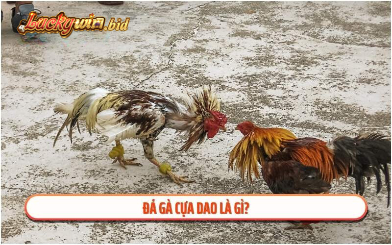 Đá gà cựa dao là gì