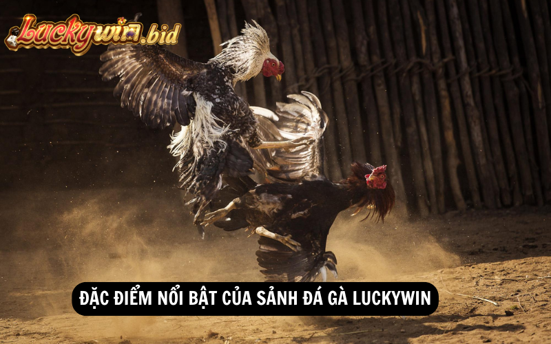 Đặc điểm nổi bật của sảnh đá gà Luckywin