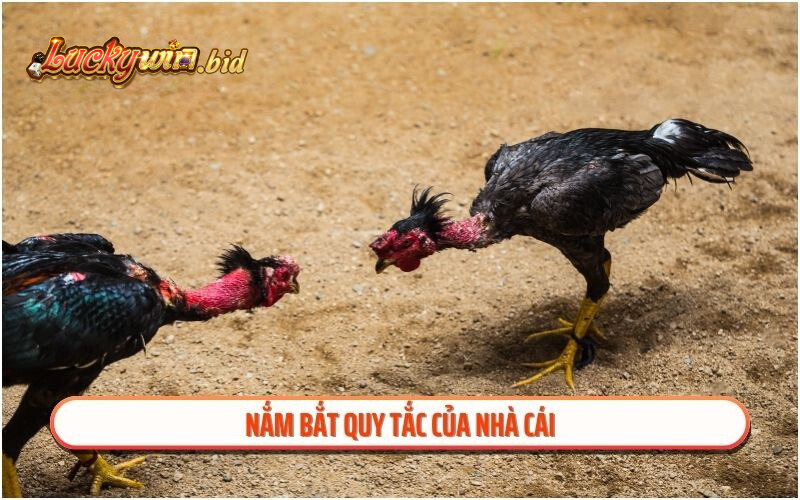 Nắm bắt quy tắc của nhà cái