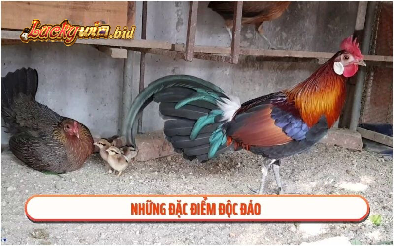 Những đặc điểm độc đáo 