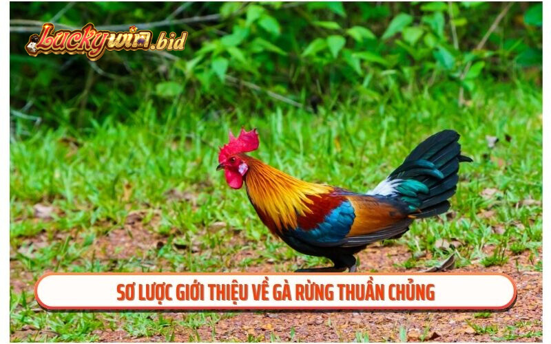 Sơ lược giới thiệu về gà rừng thuần chủng